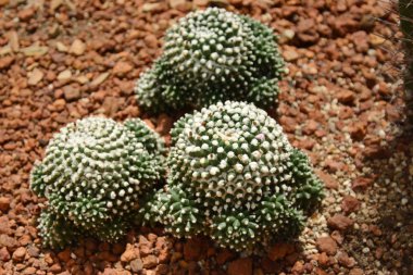 Çöl Botanik Bahçesi kaktüs çiçek. Kaktüs çiçeği deco için