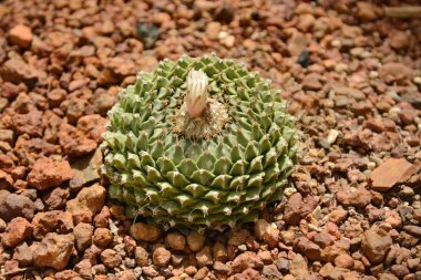 Çöl Botanik Bahçesi kaktüs çiçek. Kaktüs çiçeği deco için