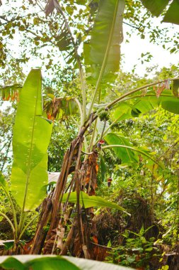 Muz ağacı yeşil muz plantasyon yağmur büyüyen grup ile-