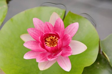 Lotus çiçeği Bloom çok güzel.