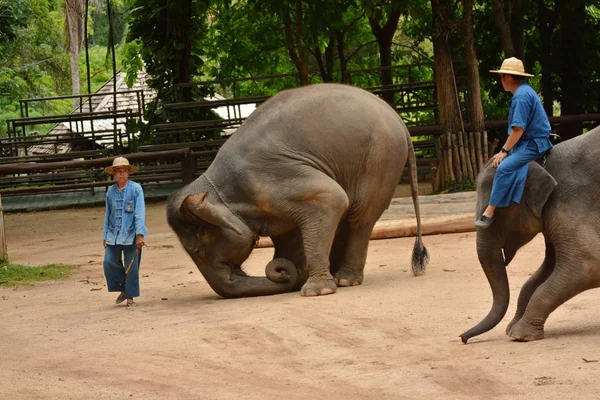 L'éléphant montre une activité que les gens aiment montrer à la Thaïlande — Photo