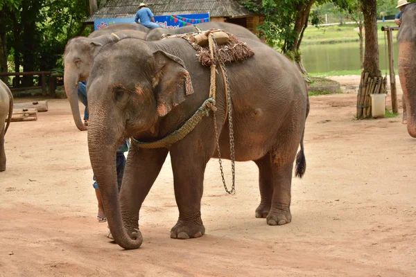 De olifant Toon één activiteit die mensen willen tonen van Thailand — Stockfoto