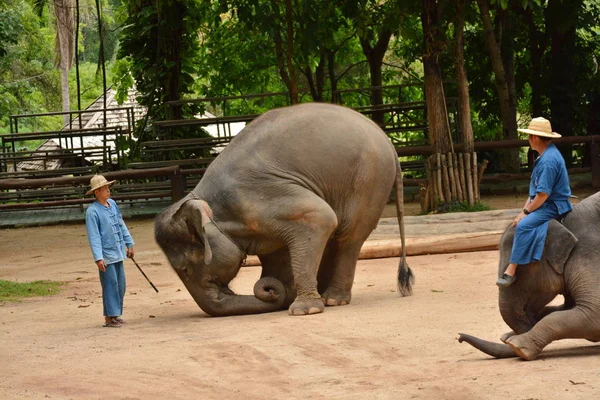 Elefanten visar en aktivitet som människor gillar att Visa Thailand — Stockfoto