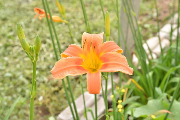 Oranžový den lilie (Hemerocallis) vedle staré venkovské silnici. Den — Stock fotografie