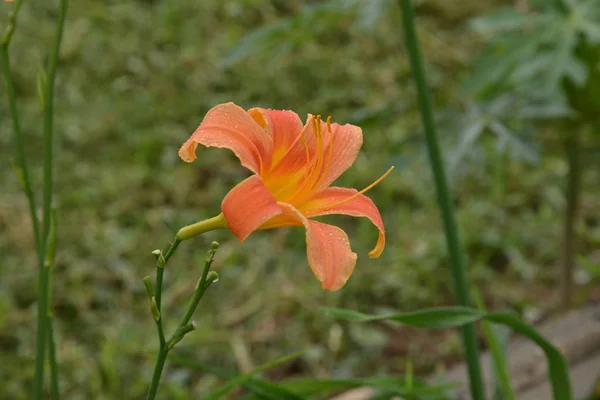 Orange dag liljor (Hemerocallis) bredvid en gammal landsväg. Dag — Stockfoto