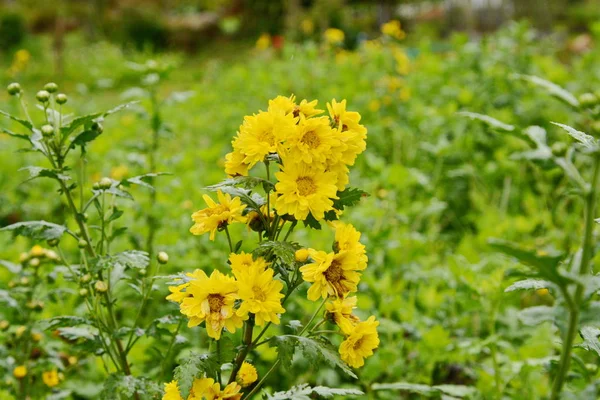 Żółta Chryzantema ozdobnych, Chryzantema kwiat kwiaty b — Zdjęcie stockowe