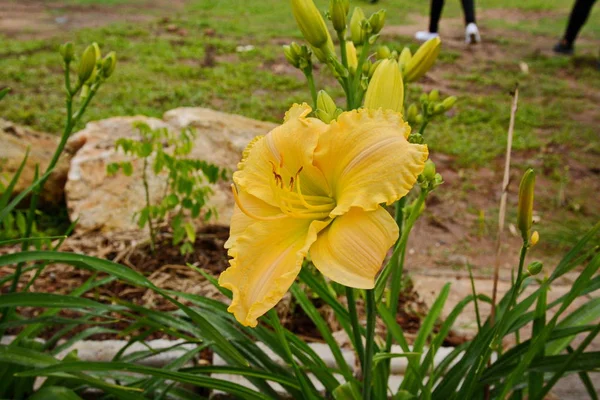 Pomarańczowy dzień Lilie (Hemerocallis) obok drogi starego kraju. Dzień — Zdjęcie stockowe