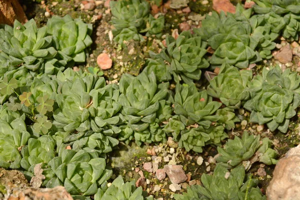 Succulente cactus nel giardino botanico del deserto. Cactus succulento — Foto Stock