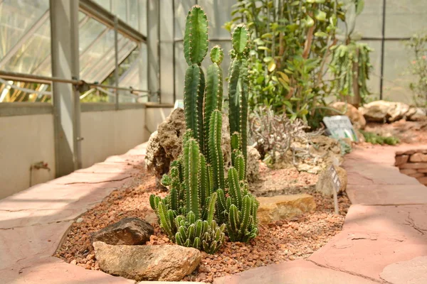 Άνθος του Κάκτου σε έρημο βοτανικό κήπο. Άνθος του Κάκτου για διακόσμηση — Φωτογραφία Αρχείου