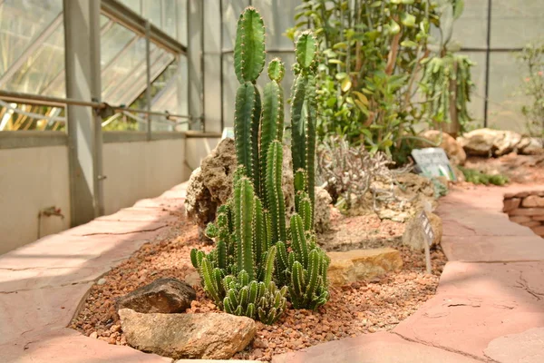 Fiore di cactus nel giardino botanico del deserto. Fiore di cactus per deco — Foto Stock