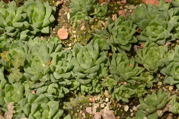 Suculenta cacto no jardim botânico do deserto. Cacto suculento — Fotografia de Stock