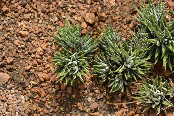 Suculenta cacto no jardim botânico do deserto. Cacto suculento — Fotografia de Stock