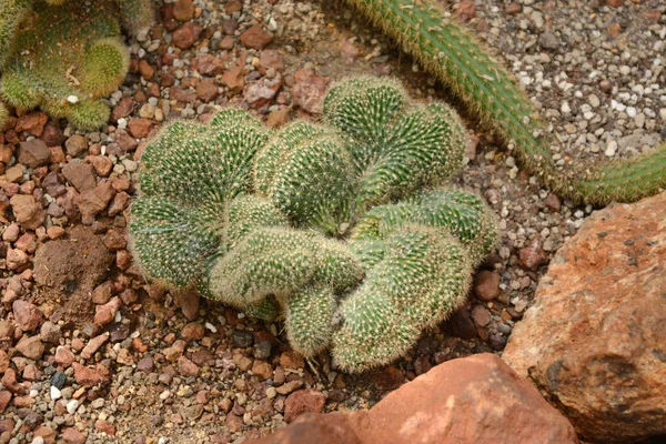 Cactus flower in desert botanical garden. Cactus flower for deco — Stock Photo, Image