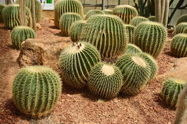 Fiore di cactus nel giardino botanico del deserto. Fiore di cactus per deco — Foto Stock