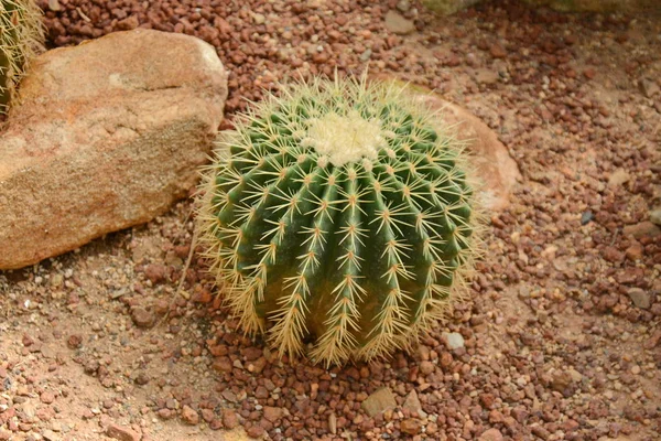 Cactus flower in desert botanical garden. Cactus flower for deco
