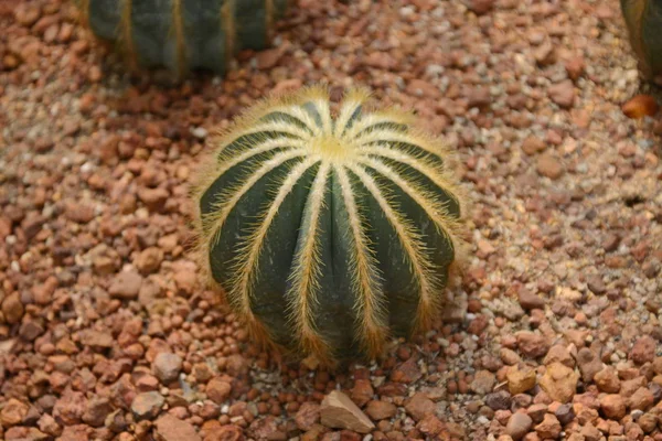 Fiore di cactus nel giardino botanico del deserto. Fiore di cactus per deco — Foto Stock