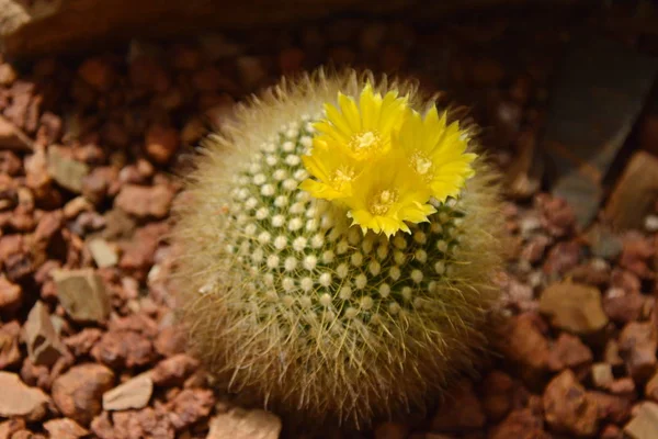 Fleur de cactus dans le jardin botanique du désert. Fleur de cactus pour déco — Photo