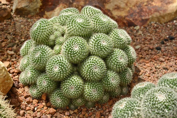 Fiore di cactus nel giardino botanico del deserto. Fiore di cactus per deco — Foto Stock