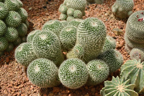 Kaktusz virág a sivatagban botanikus kert. A deco kaktusz virága — Stock Fotó
