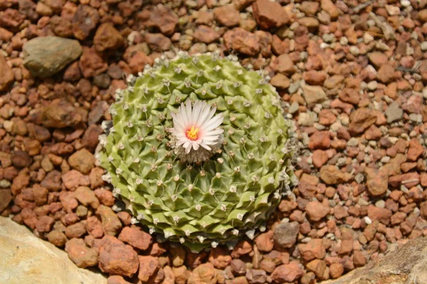Flor de cacto no jardim botânico do deserto. Flor de cacto para deco — Fotografia de Stock
