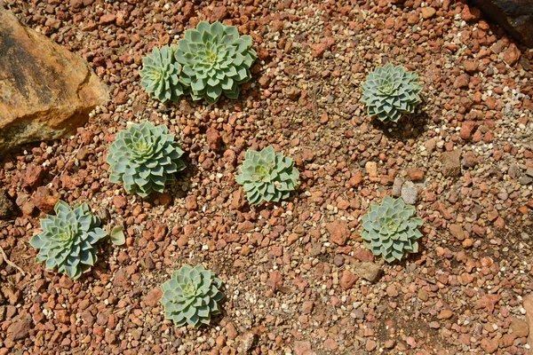 Succulente cactus nel giardino botanico del deserto. Cactus succulento — Foto Stock