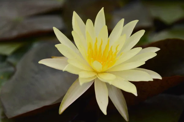 The lotus in the flower bloom is very beautiful. — Stock Photo, Image