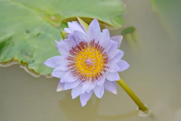 O lótus na flor é muito bonito . — Fotografia de Stock