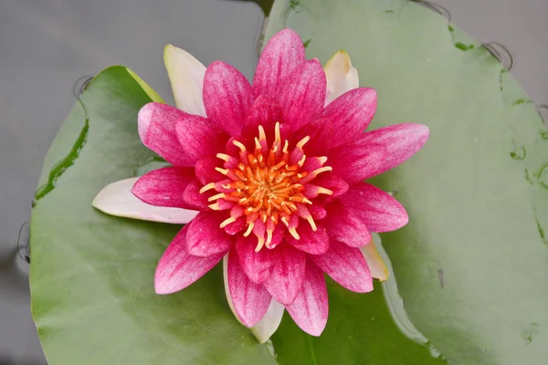 The lotus in the flower bloom is very beautiful. — Stock Photo, Image