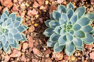 İki düz yuvarlak succulents kayalarda yatıyordu.