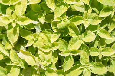 Parlak sarı-yeşil yaprakları arka plan