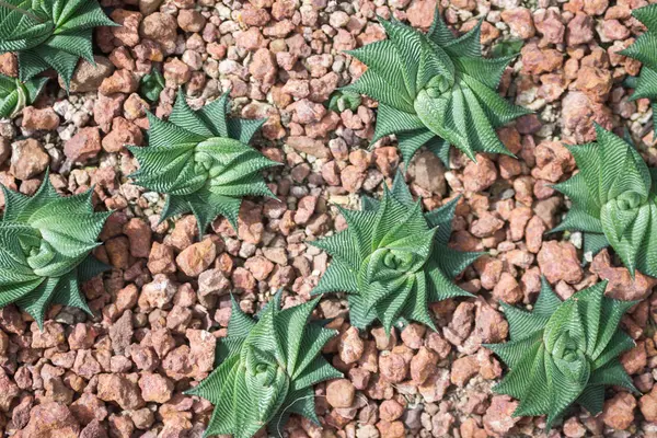 Poser à plat cactus rond dans les roches — Photo