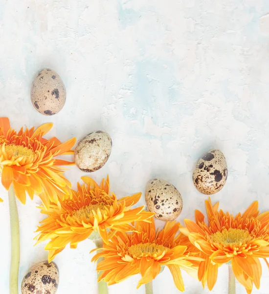 Orange Gerbera mit Osterwachteleiern auf briggem Hintergrund — Stockfoto