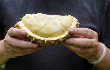 Olgun durian holding eller. Tropikal meyve, sağlıklı yaşam tarzı