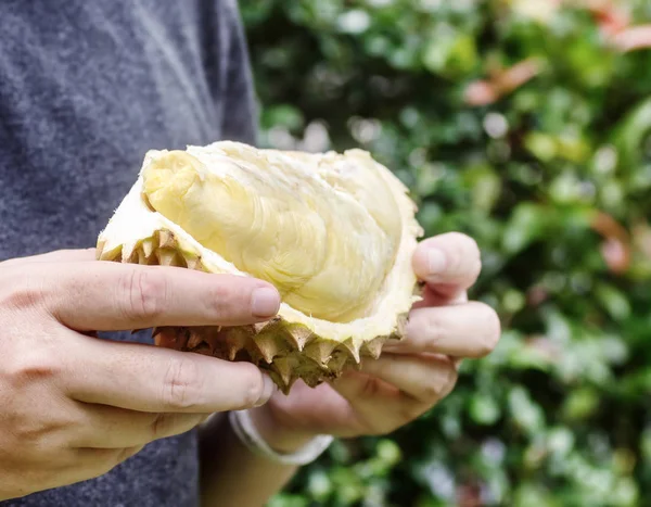 Olgun durian holding eller. sağlıklı yaşam tarzı