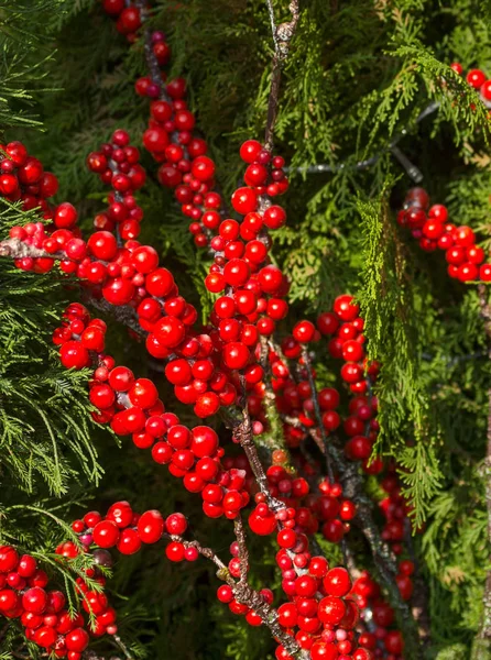 Red Berries Green Cypress Branches Christmas Background New Year Text — Stock Photo, Image