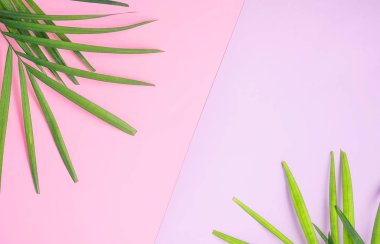 tropikal kadar sahte: palmiye yaprakları üzerinde renkli pembe ve mor arka plan. Seyahat kavramı. Trendy renkler. Metin alanı