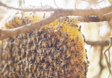 Arıların yakın çekim kümede selvi ağacı Kuzey Tayland
