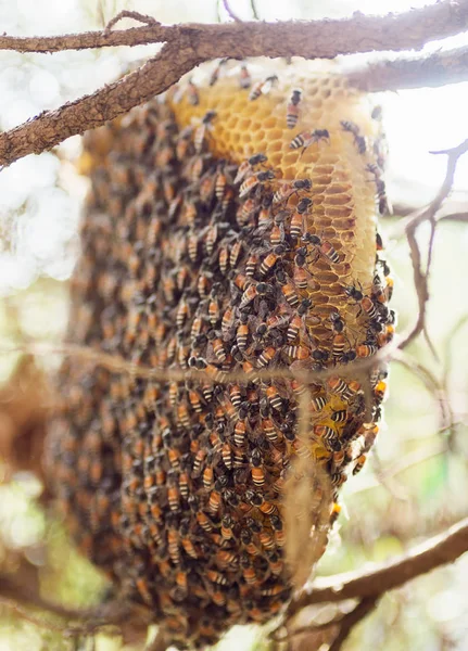 Nahaufnahme Einer Bienengruppe Auf Einer Zypresse Nordthailand — Stockfoto