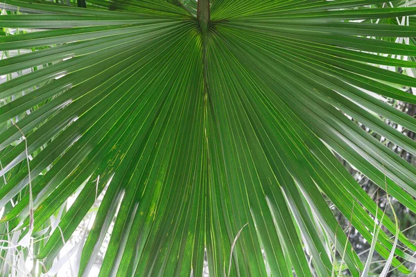 Gros Plan Sur Feuille Palmier Vert Nature Tropicale Concept Voyage — Photo