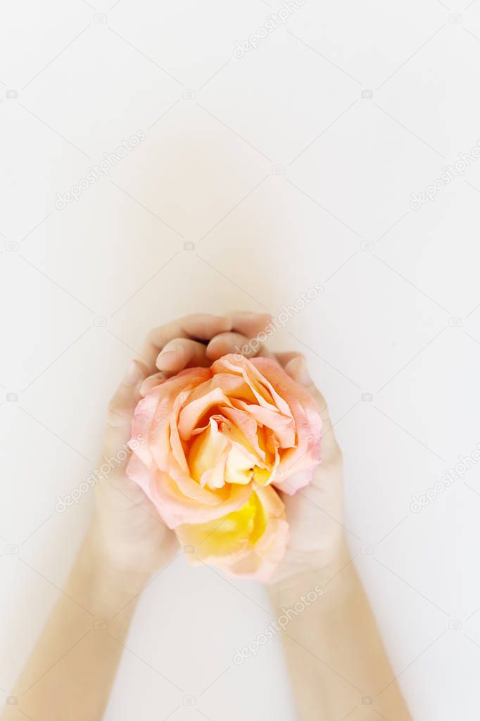 Top view child hands holding blooming tea rose with pink and yellow petals. Womans day, mothers day concept