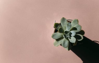 succulent in a pot on a pink background clipart