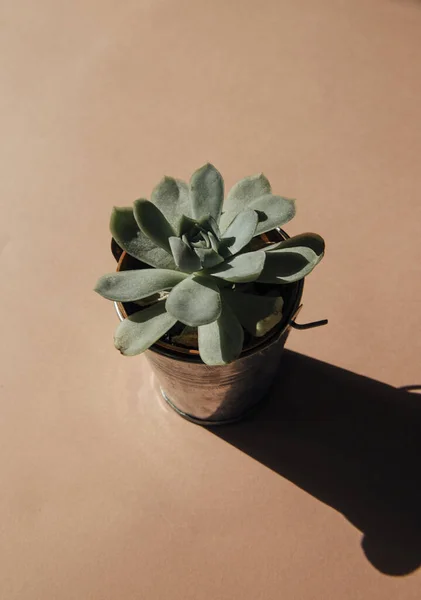 Succulent Pot Pink Background — Stock Photo, Image