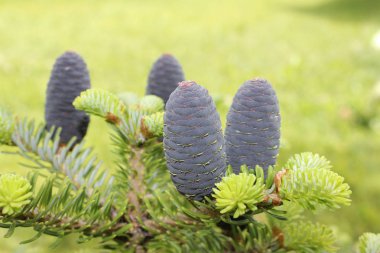 Diken üstünde köknar vınlamak içinde. iğneler.