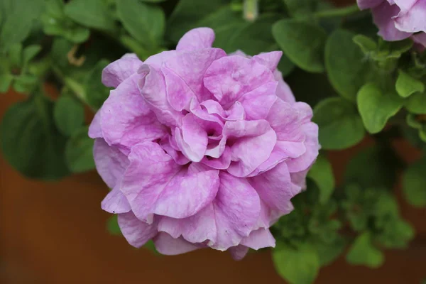 Una gran flor rosa . —  Fotos de Stock