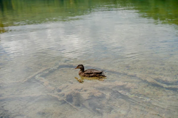 Anka simmar i en sjö — Stockfoto