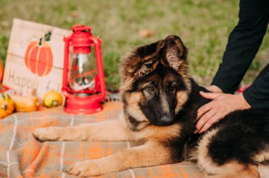 Alman çoban köpek sahibi ile