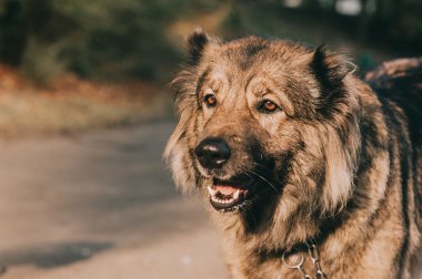 sevimli köpek açık havada