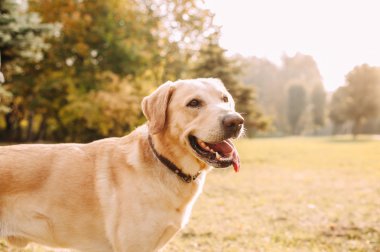 Parkta oynarken Labrador