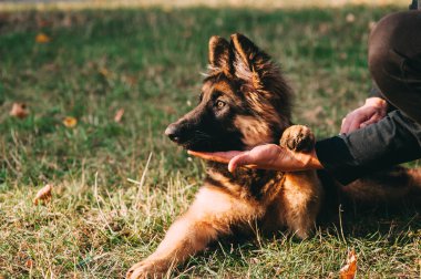Alman çoban köpek sahibi ile