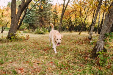 Parkta oynarken Labrador